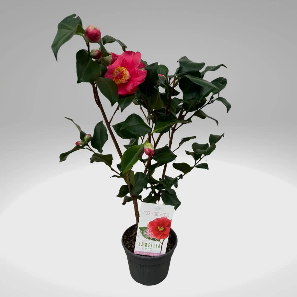 Camellia japonica 'Dr King' – Japán kamélia